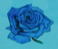 Blue rose